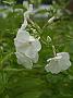 Phlox Augustschneezwerg